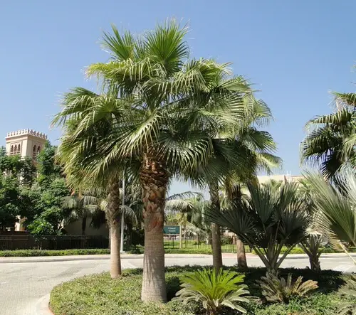 Types of Palm Plants 27