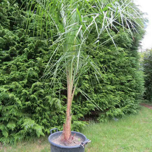 Types of Palm Plants 28