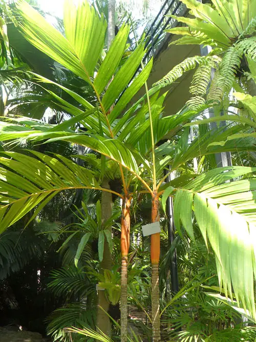 Types of Palm Plants 29