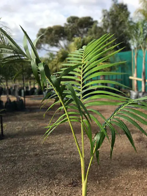 Types of Palm Plants 30