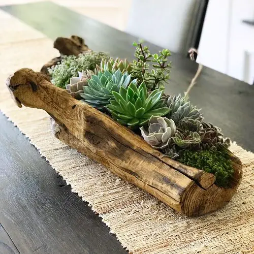 Reasons Why You Should Grow Succulents