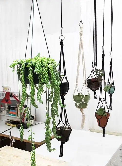 Reasons Why You Should Grow Succulents 2
