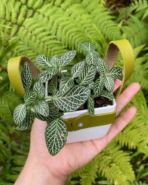 Most Beautiful Fittonias in garden