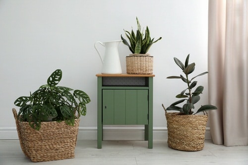 Pin Worthy Houseplant Pictures 31