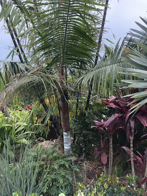 Types of Palm Plants 32