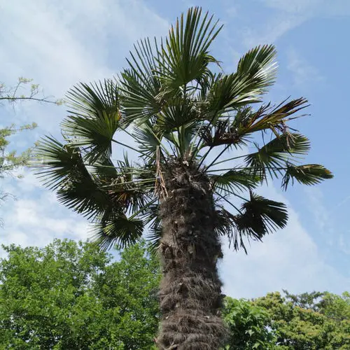 Types of Palm Plants 34