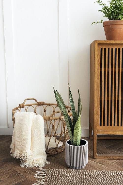 Snake Plant Decoration Ideas 4