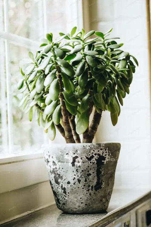 Jade by a Tall Window