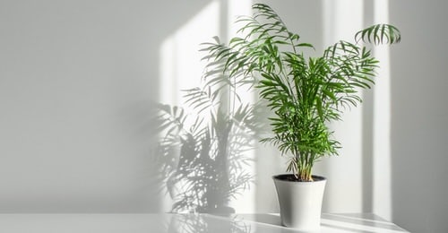 Best Dwarf Palms 4