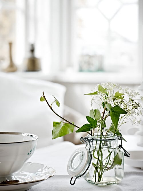 Indoor Plants You Can Grow in Jars and Bottles 2