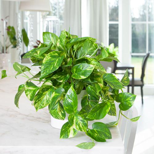 Studies Show Which Plants Are the Best for Sleep Apnea and Insomnia