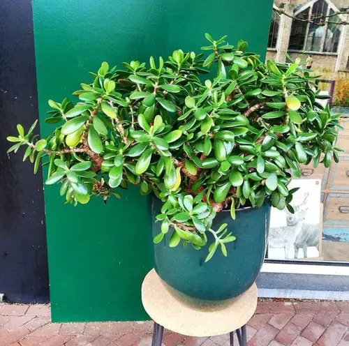Houseplants You Can't Kill Even If You Want 4