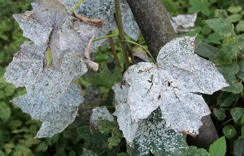 Leaf deformation & White Powdery Fungal Growth on Foliage