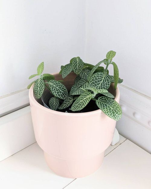 Most Beautiful Fittonias in pot
