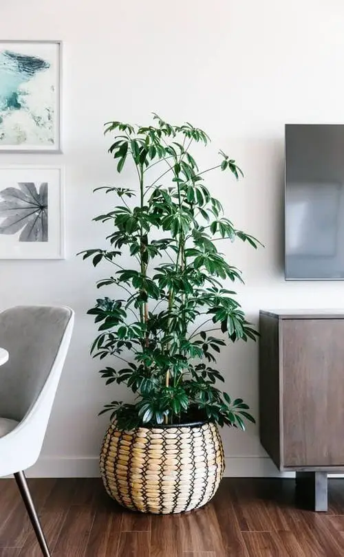  Best Indoor Plants for Dining Room 4
