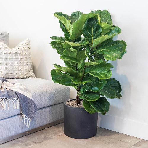 Pin Worthy Houseplant Pictures 38
