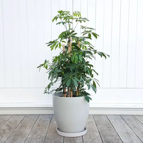 Pin Worthy Houseplant Pictures 39