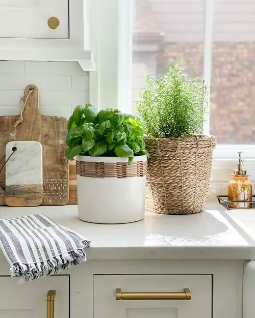 Indoor Herb Garden on Instagram 4