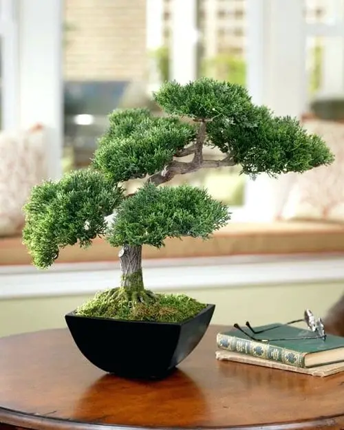 Table Decorating Ideas with Small Potted Houseplants 4