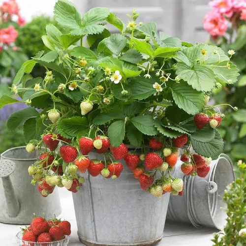 Fruits That Can Be Grown from Seeds 