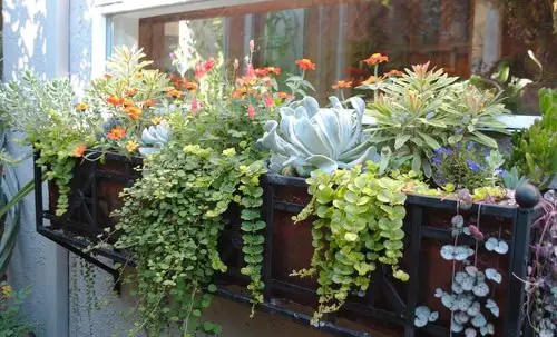 Succulent Window Box Ideas 6