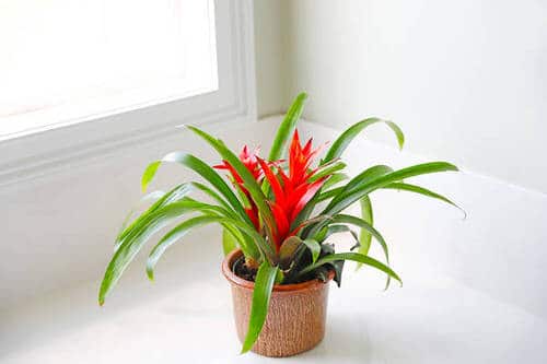 Window Facing Indoor Plant 08