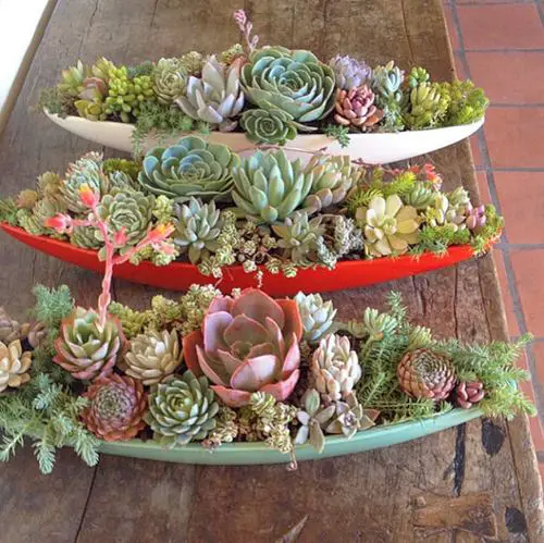 Eye-Catching Succulent Christmas Table Decoration Designs Boat Shaped Planters