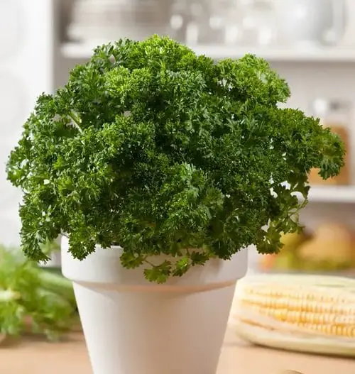 Growing an Indoor Pizza Garden 4