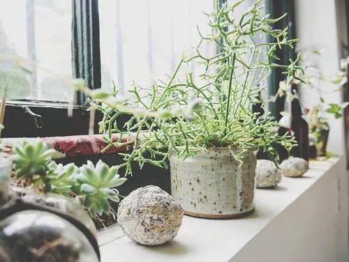 Succulent in Ceramic Planter