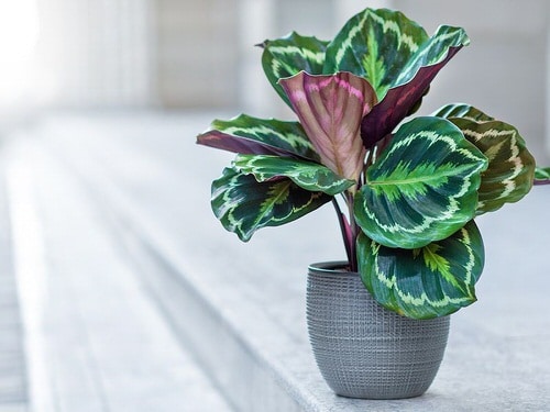 Indoor Plants for North Facing Window 5