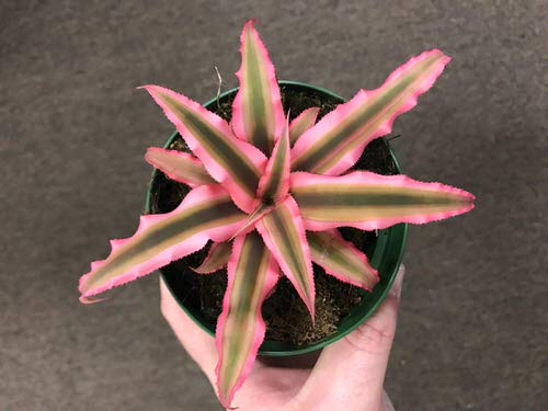Bronze Leaf Houseplants 5