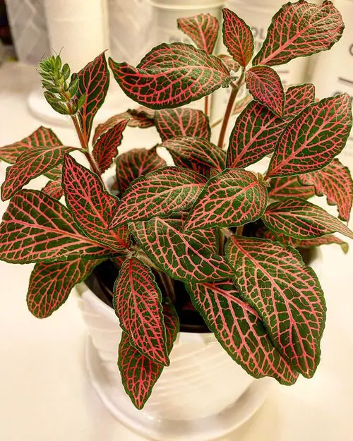 Beautiful Fittonias