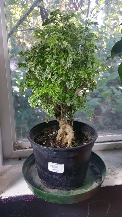 Best Tall Houseplants with Patterns 5