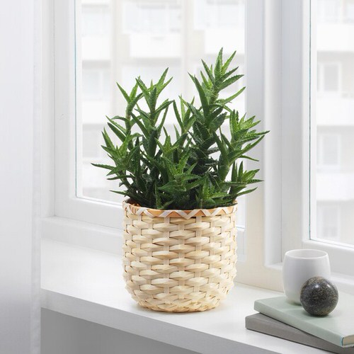 Pin Worthy Houseplant Pictures 46