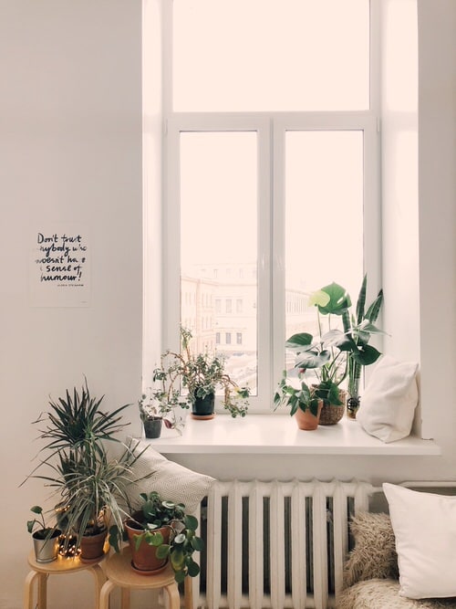 Pin Worthy Houseplant Pictures 47
