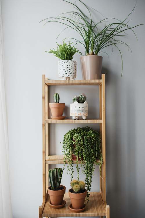 Pin Worthy Houseplant Pictures 49