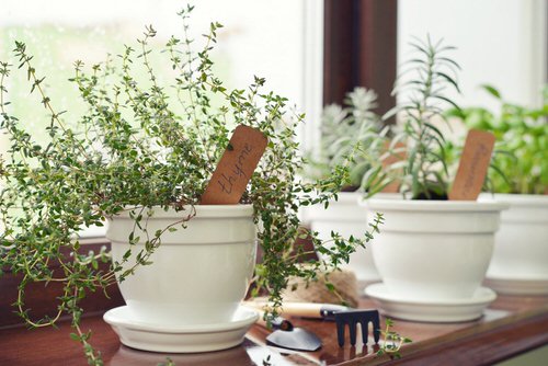 Growing an Indoor Pizza Garden 5