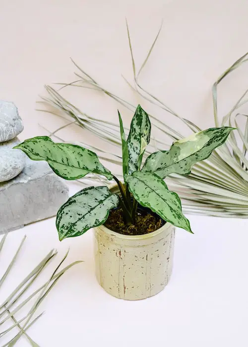 Variegated Versions of Most Popular Houseplants 23