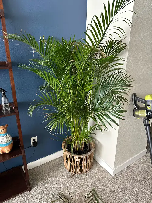 Best Houseplants for Stressed Out People 3