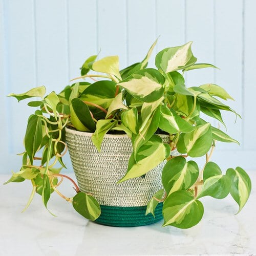 Variegated Versions of Most Popular Houseplants 