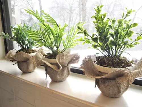 Potted Plants Wrapped in Burlap