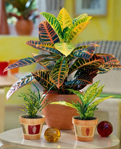 Bronze Leaf Houseplants 2