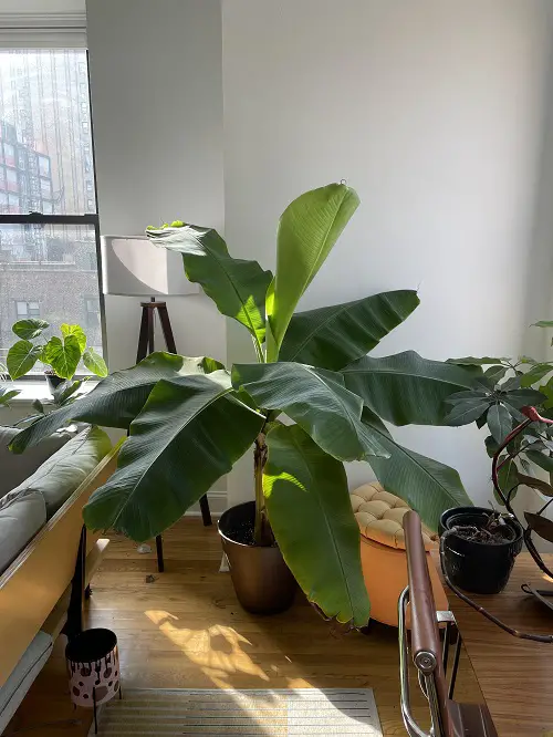 Indoor fruit As a Houseplant 45