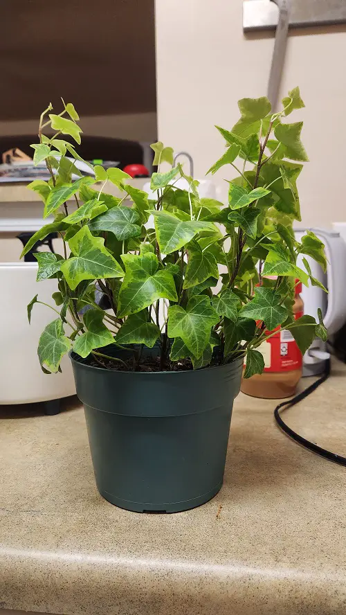 English ivy in pot indoors