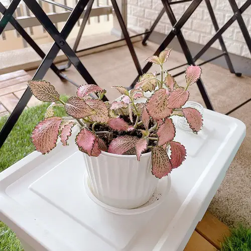 Amazing Beautiful Fittonias