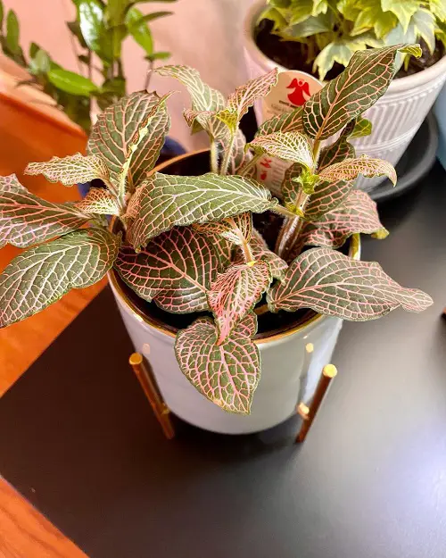 Beautiful Fittonias for decor