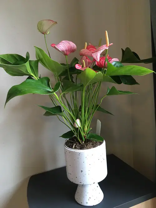 Best Houseplants for Stressed Out People 4