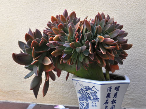 Bronze Leaf Houseplants 15