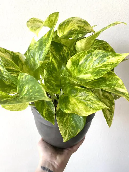 Variegated of Most Popular Houseplants 