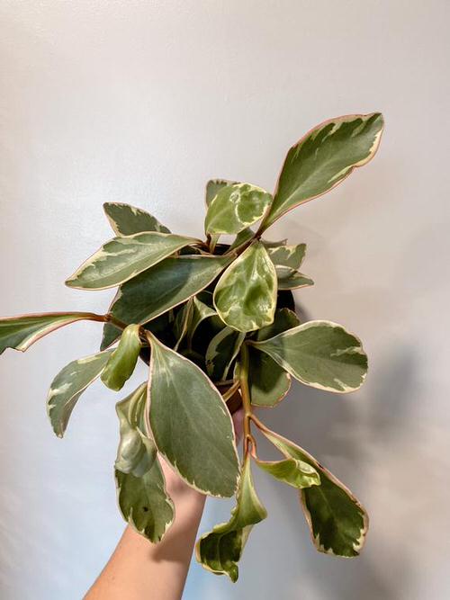Variegated Versions of Most Popular Houseplants 13